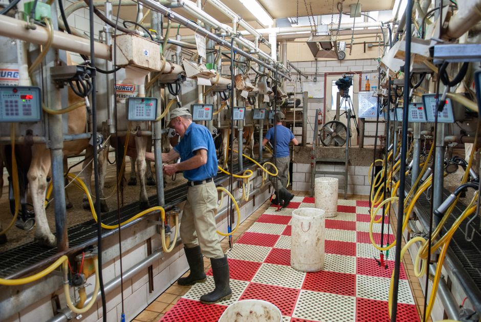 The €400,000 Question: What Dairy Farms Are Missing in Their Safety Culture